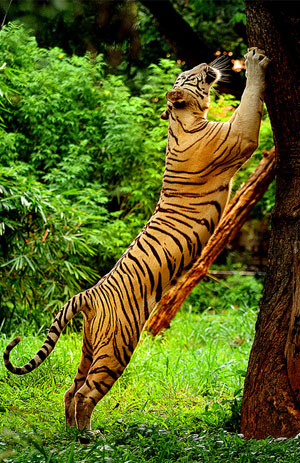 Winds of Wayanad