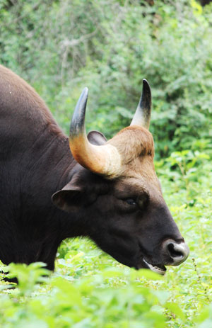 Winds of Wayanad
