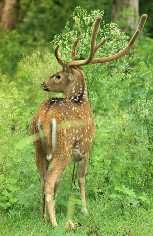 Winds of Wayanad